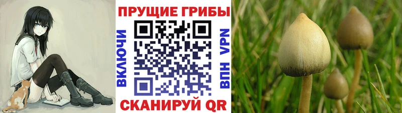Галлюциногенные грибы Cubensis Ногинск